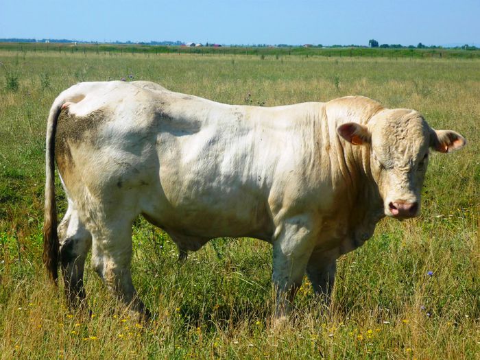 Icaro 18 luni 2; Taur Charolaise, 18 luni, Popa Emil, Galati - polled
