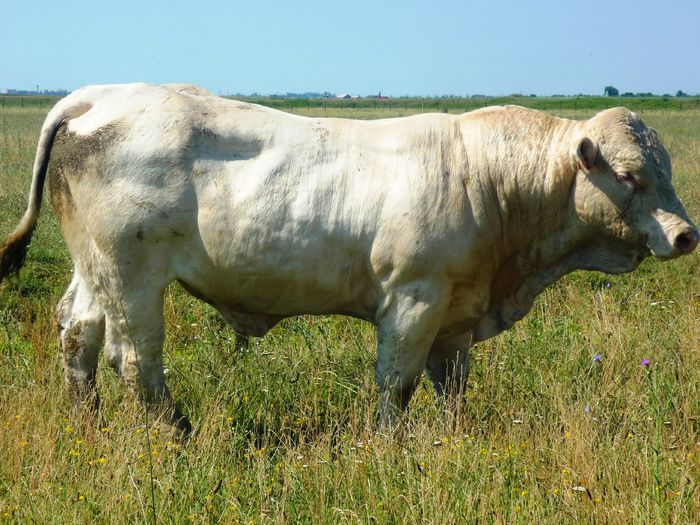 Icaro 18 luni 3; Taur Charolaise, 18 luni, Popa Emil, Galati - genetic fara coarne
