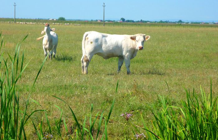 Charolais 18 luni