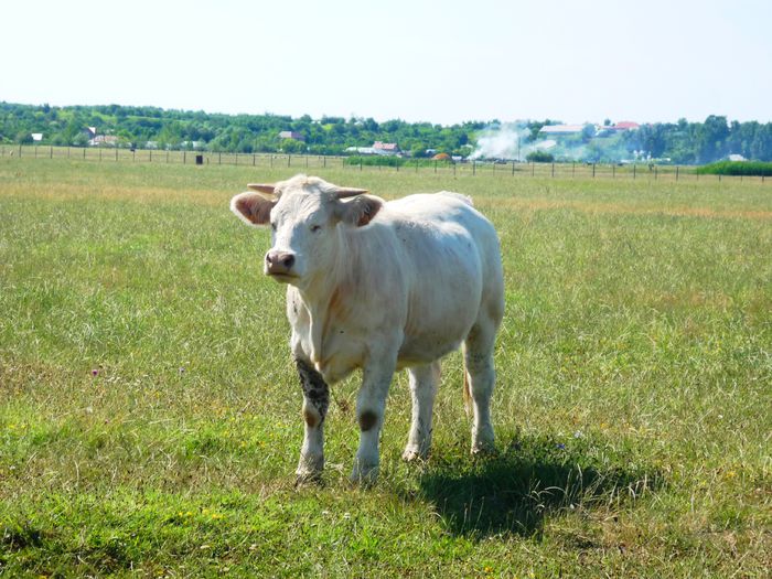 Junica Charolais 18 luni - Junici Charolais 18 luni - 2014