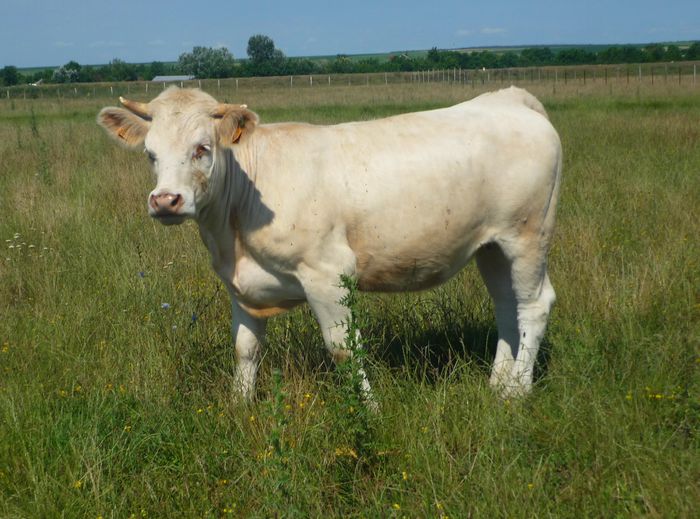 P1110168 - Junici Charolais 18 luni - 2014