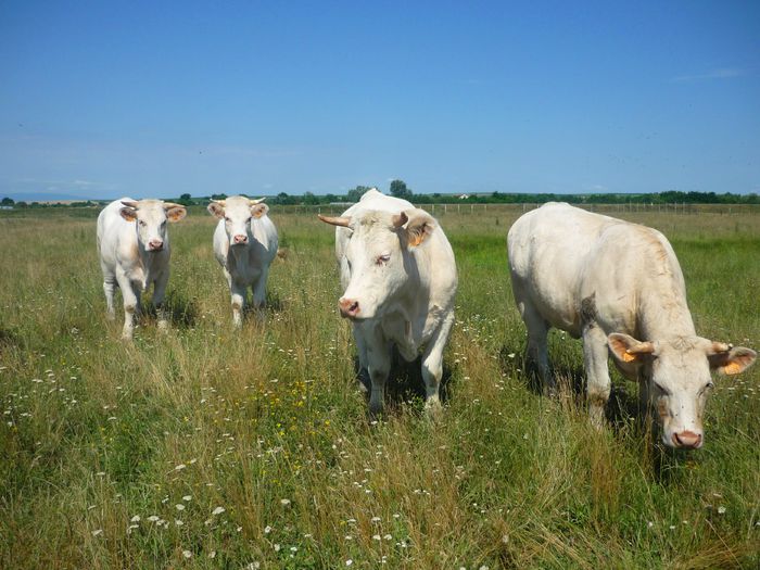 P1110140 - Junici Charolais 18 luni - 2014