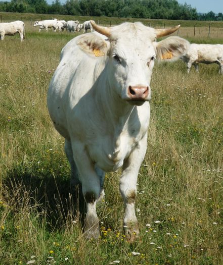 P1110111 - Junici Charolais 18 luni - 2014