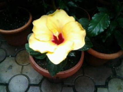 Fotografie1543 - Hibiscusi si Bougainvillea