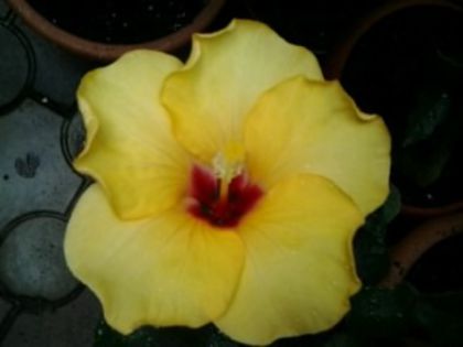 Fotografie1542 - Hibiscusi si Bougainvillea