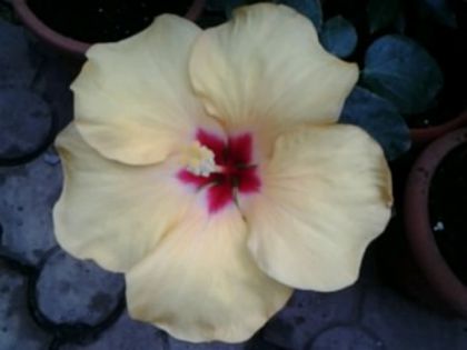 Fotografie1593 - Hibiscusi si Bougainvillea