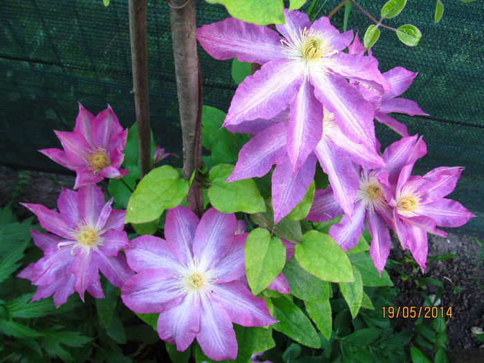 IMG_5701 - Clematite in 2014