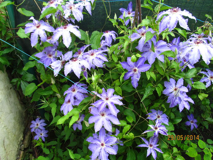 IMG_5913 - Clematite in 2014