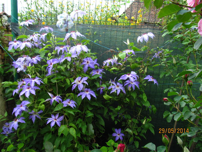 IMG_6079 - Clematite in 2014