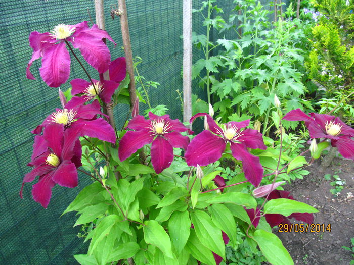 IMG_6103 - Clematite in 2014