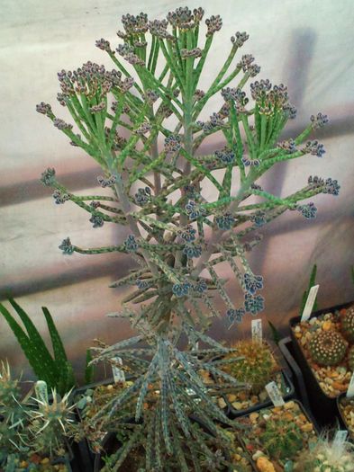 Bryophyllum tubiflorum-Kalanchoe tubiflora - Bryophyllum tubiflorum-Kalanchoe tubiflora
