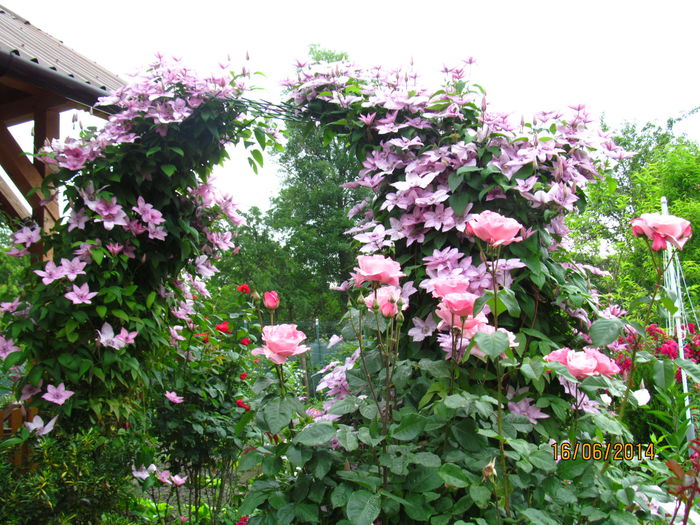 Hagley hibrid - Clematite in 2014