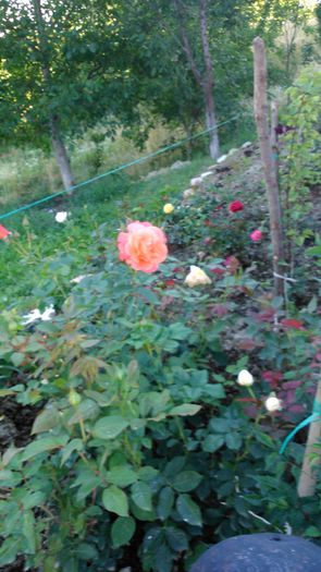 DSC_0260 - TRANDAFIRI 2014 II