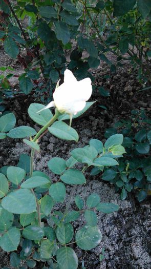 DSC_0273 - TRANDAFIRI 2014 II