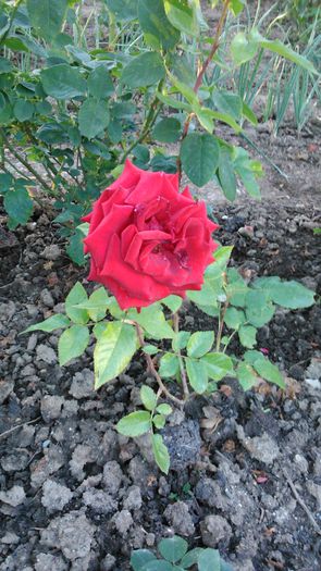 DSC_0274 - TRANDAFIRI 2014 II