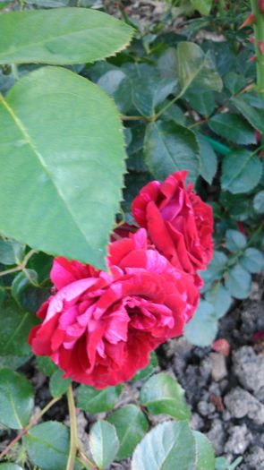 DSC_0278 - TRANDAFIRI 2014 II