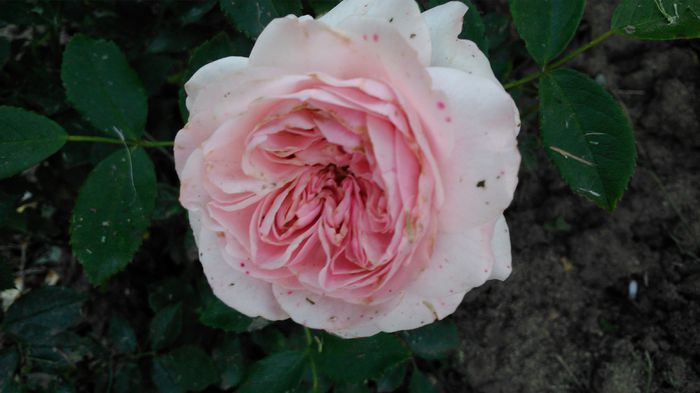 DSC_0301 - TRANDAFIRI 2014 II