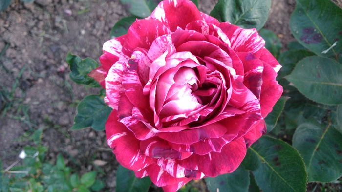 DSC_0302 - TRANDAFIRI 2014 II