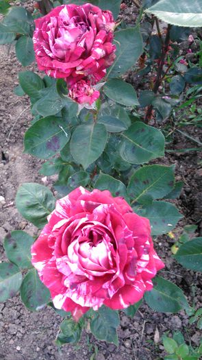 DSC_0303 - TRANDAFIRI 2014 II