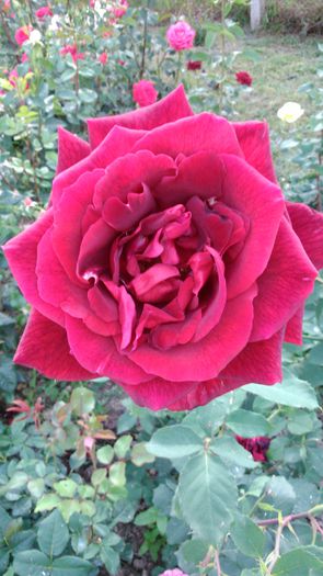 DSC_0304 - TRANDAFIRI 2014 II