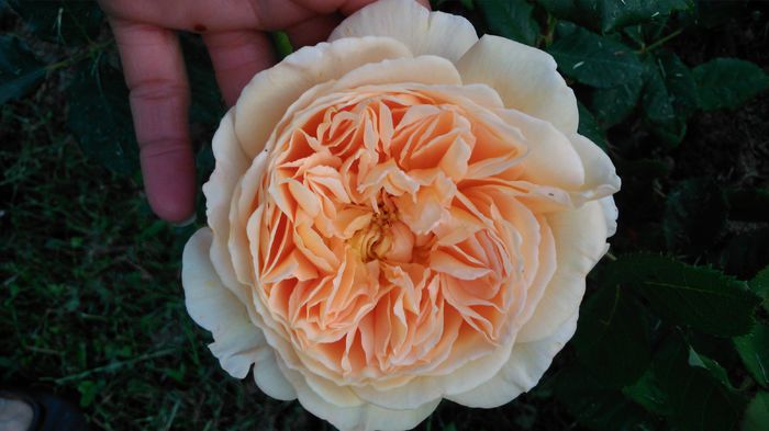 DSC_0305 - TRANDAFIRI 2014 II