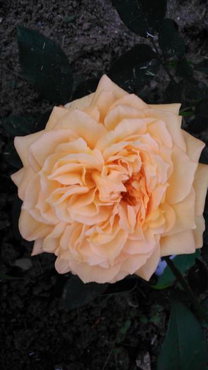 DSC_0306 - TRANDAFIRI 2014 II