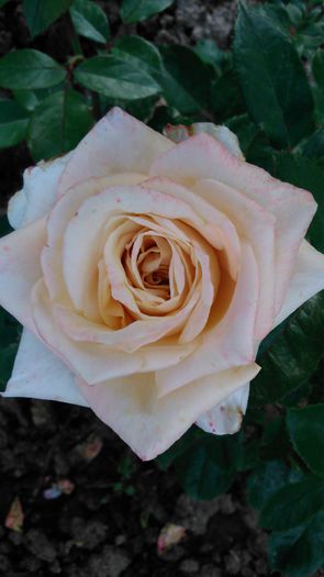 DSC_0318 - TRANDAFIRI 2014 II