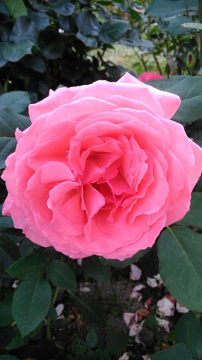 DSC_0310 - TRANDAFIRI 2014 II