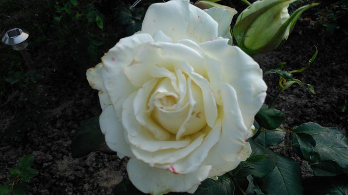 DSC_0314 - TRANDAFIRI 2014 II