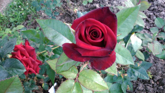 DSC_0315 - TRANDAFIRI 2014 II