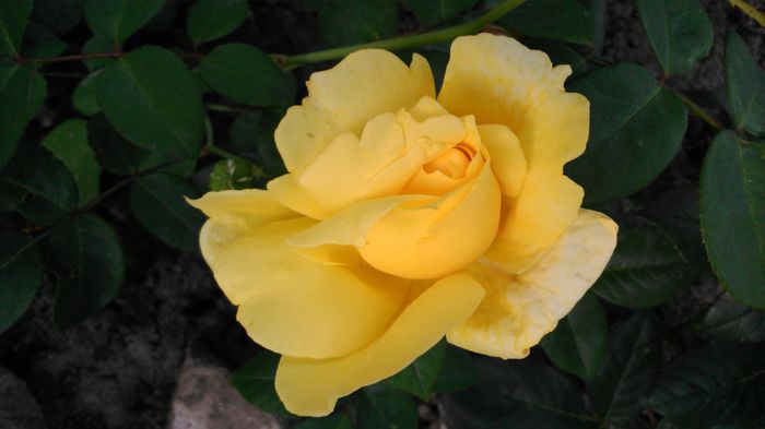 DSC_0316 - TRANDAFIRI 2014 II