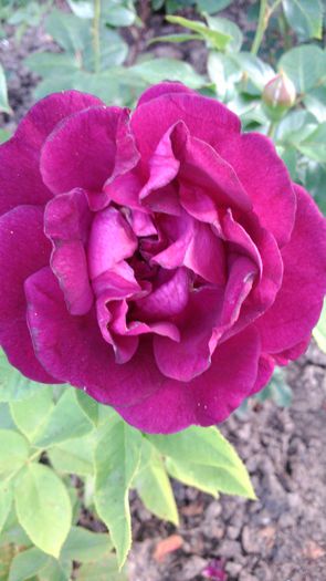 DSC_0317 - TRANDAFIRI 2014 II