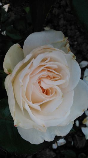 DSC_0319 - TRANDAFIRI 2014 II