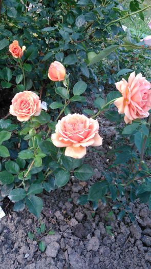 DSC_0321 - TRANDAFIRI 2014 II