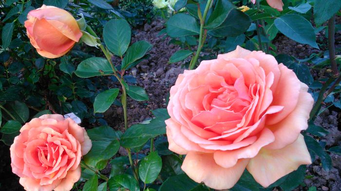 DSC_0322 - TRANDAFIRI 2014 II