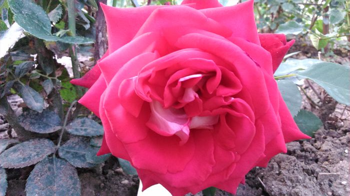 DSC_0325 - TRANDAFIRI 2014 II