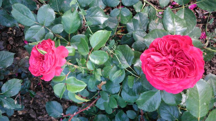 DSC_0327 - TRANDAFIRI 2014 II