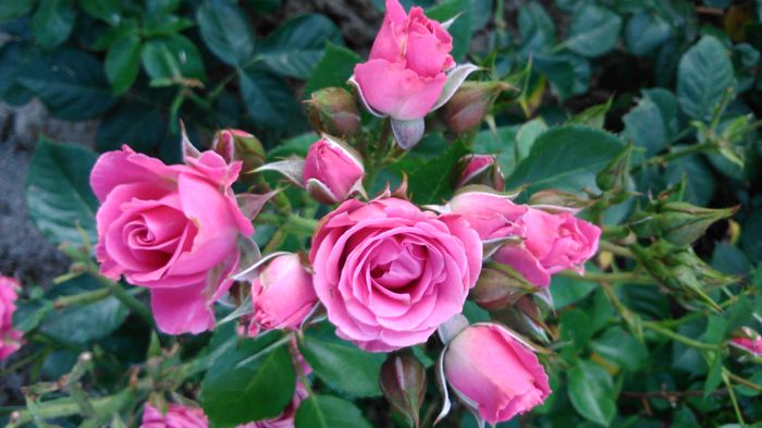 DSC_0329 - TRANDAFIRI 2014 II