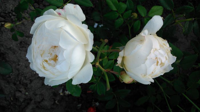 DSC_0330 - TRANDAFIRI 2014 II