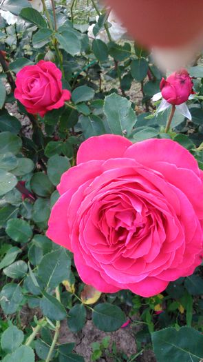 DSC_0331 - TRANDAFIRI 2014 II