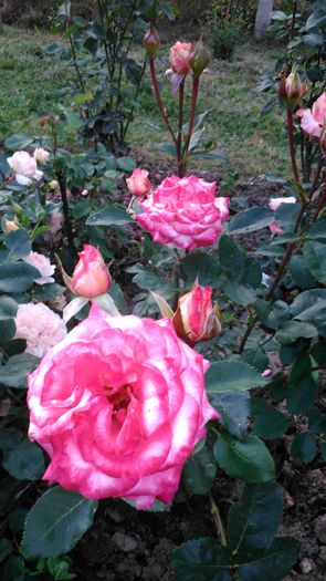 DSC_0332 - TRANDAFIRI 2014 II