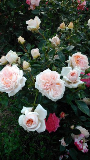 DSC_0333 - TRANDAFIRI 2014 II