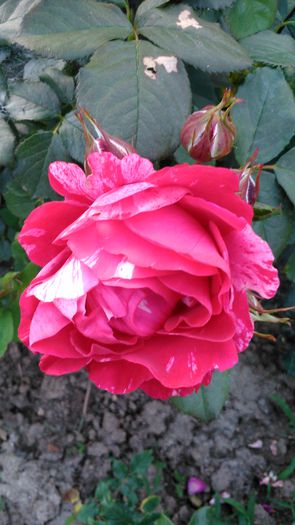 DSC_0334 - TRANDAFIRI 2014 II