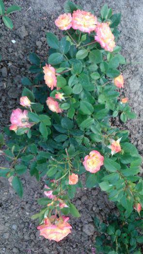 DSC_0346 - TRANDAFIRI 2014 II