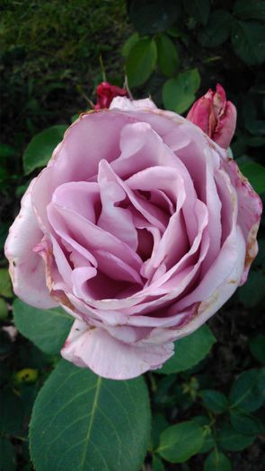 DSC_0335 - TRANDAFIRI 2014 II