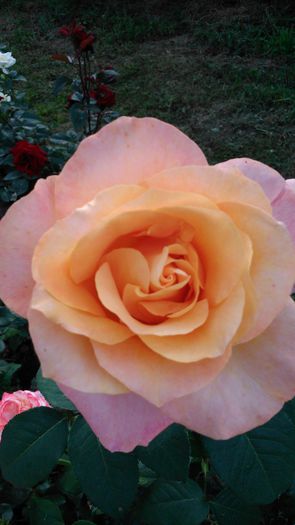 DSC_0336 - TRANDAFIRI 2014 II