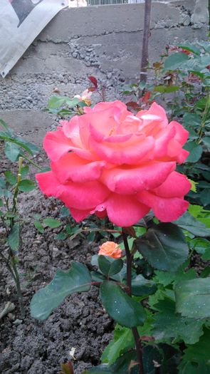 DSC_0338 - TRANDAFIRI 2014 II