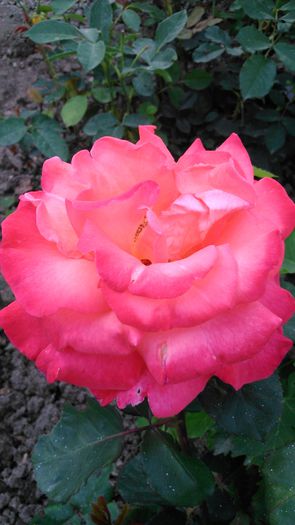 DSC_0339 - TRANDAFIRI 2014 II