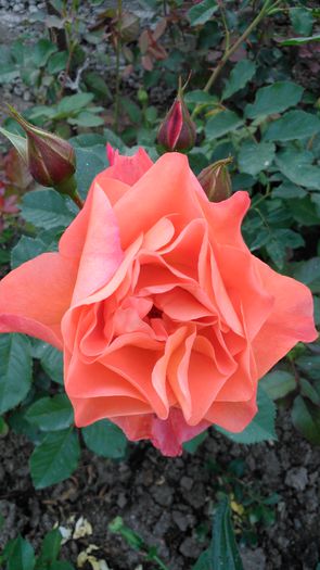 DSC_0340 - TRANDAFIRI 2014 II