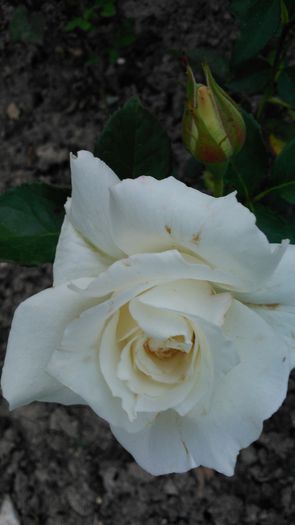 DSC_0341 - TRANDAFIRI 2014 II